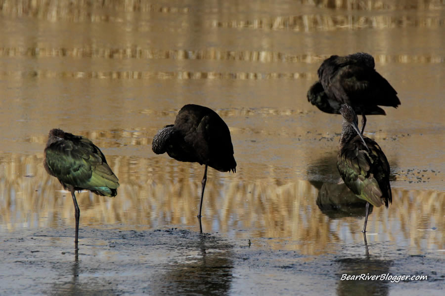 white-faced ibis standing in frozen water at farmington bay wma