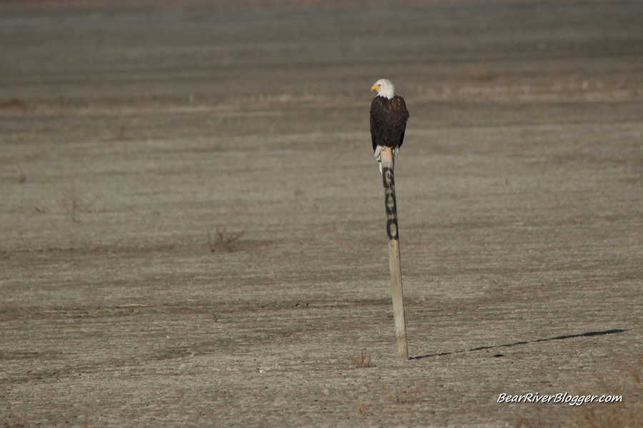 bald eagle sitting on a fence post at farmington bay wma