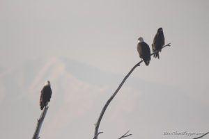 bald eagles in a tree at farmington bay