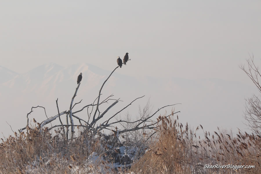 three bald eagles in a tree at farmington bay