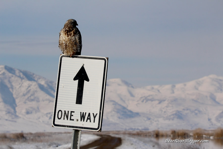 rough-legged hawk on a sign post at the bear river migratory bird refuge