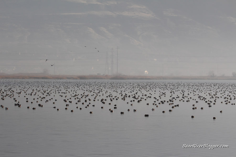 ducks at farmington bay wma