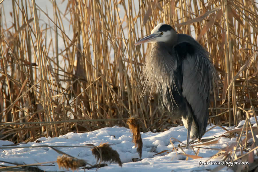 great blue heron standing in the snow on the bear river migratory bird refuge