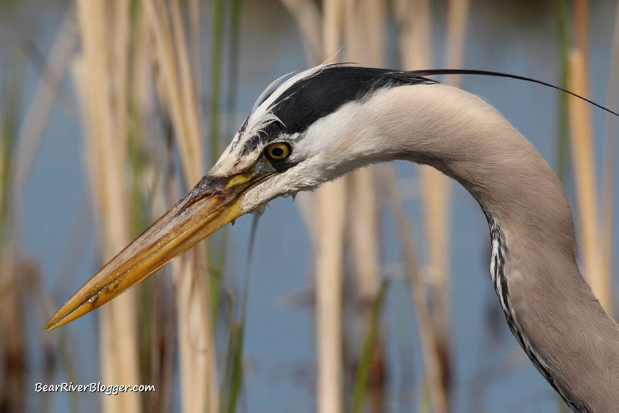 close-up of a great blue heron