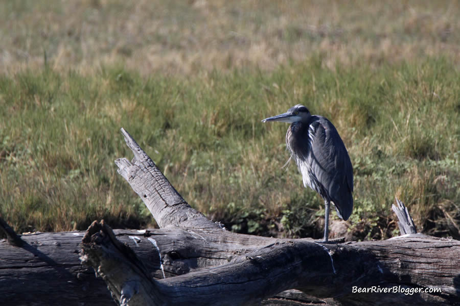 great blue heron standing on a log