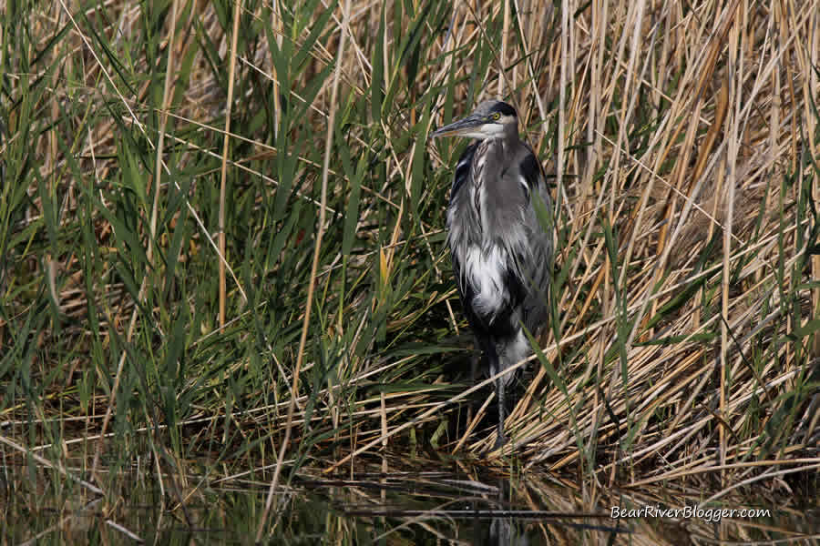 great blue heron in the cattails on the bear river migratory bird refuge