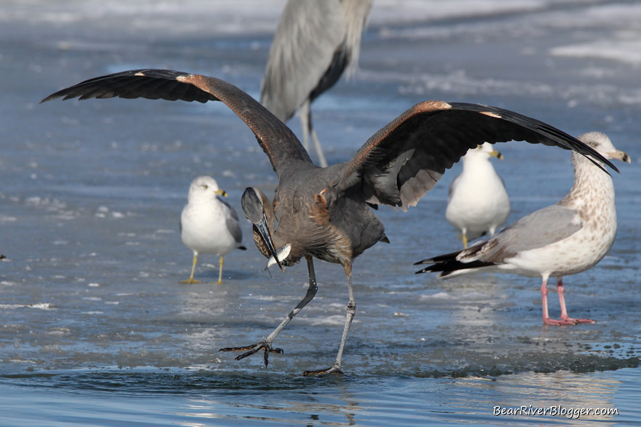 great blue heron eating a fish on the bear river migratory bird refuge