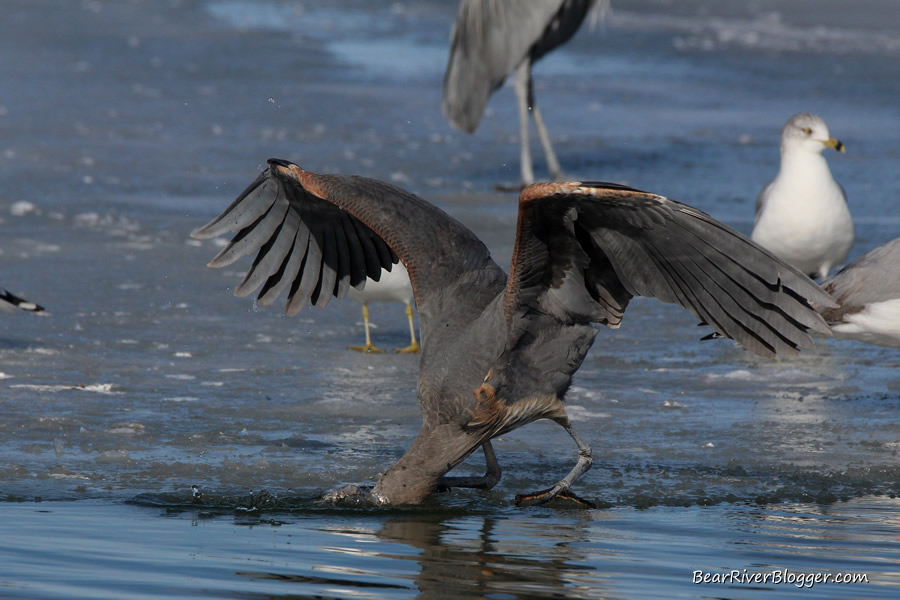 great blue heron diving for fish on the bear river migratory bird refuge