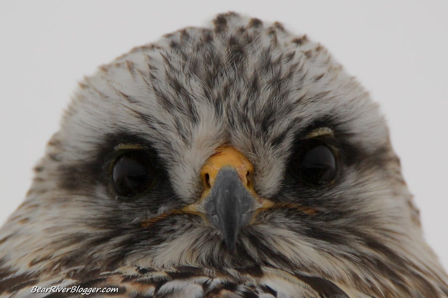 rough-legged hawk close-up head shot