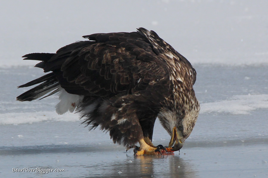 bald eagle on the ice on the bear river migratory bird refuge