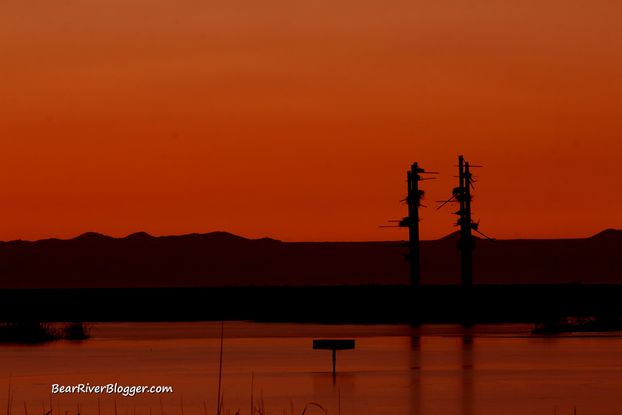 great blue heron rookery against a sunset at farmington bay