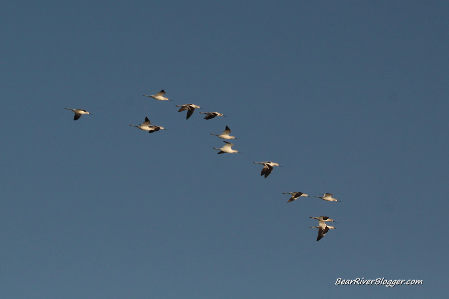 American avocets at farmington bay wma