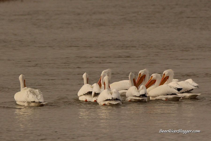 american white pelican at farmington bay