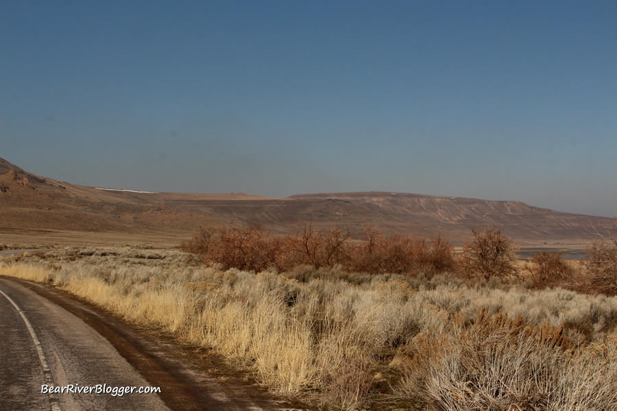 trees with porcupines in them on the Fielding Garr Ranch road on Antelope Island