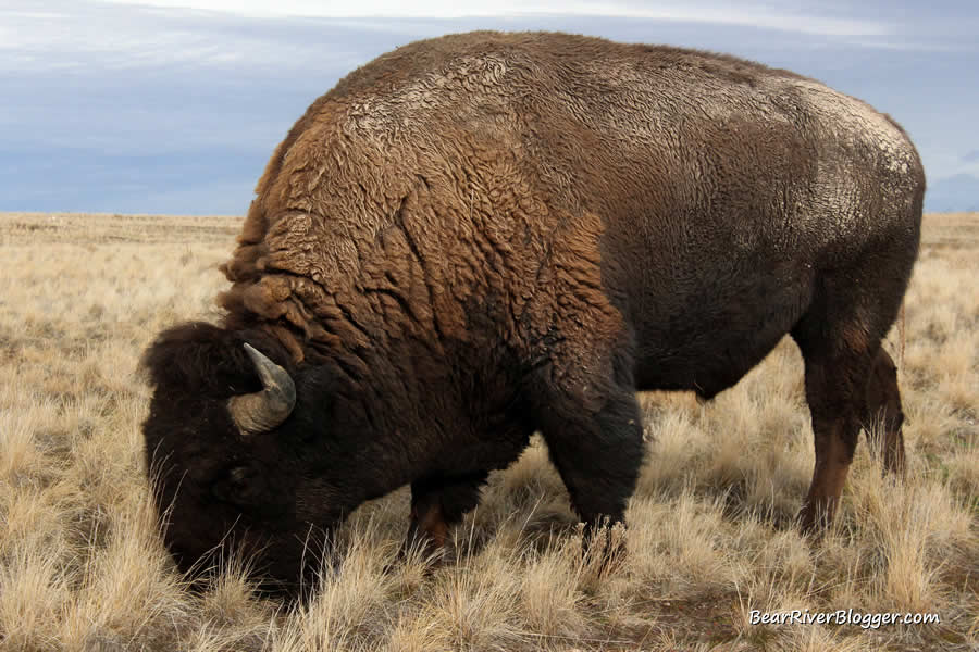 bison bull on antelope island