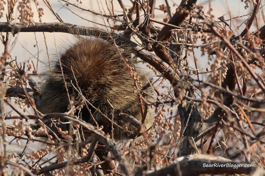 porcupine in a tree on antelope island