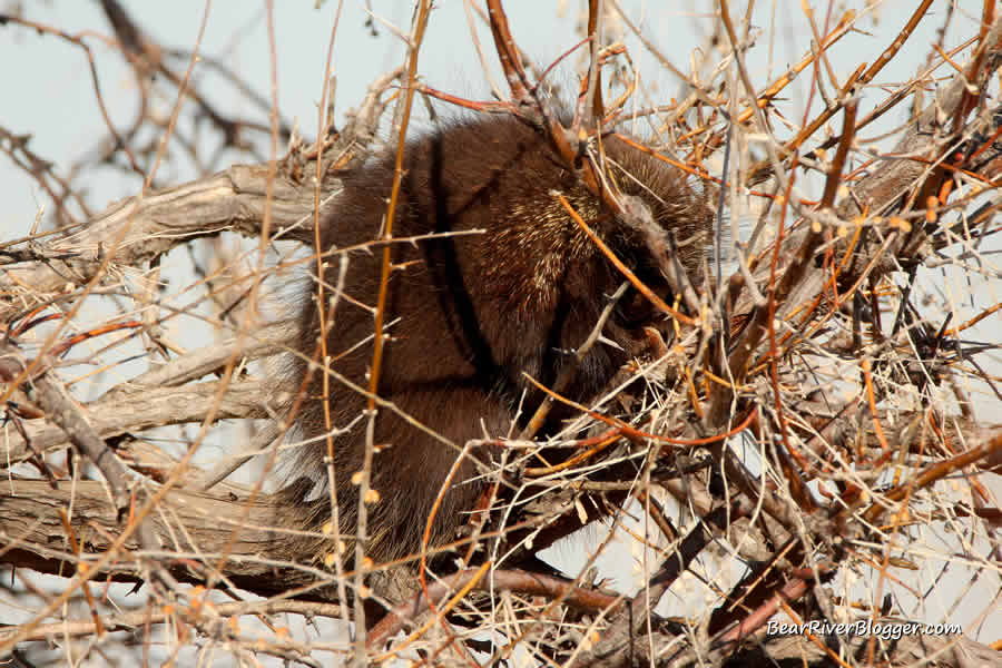 porcupine in a tree on antelope island state park