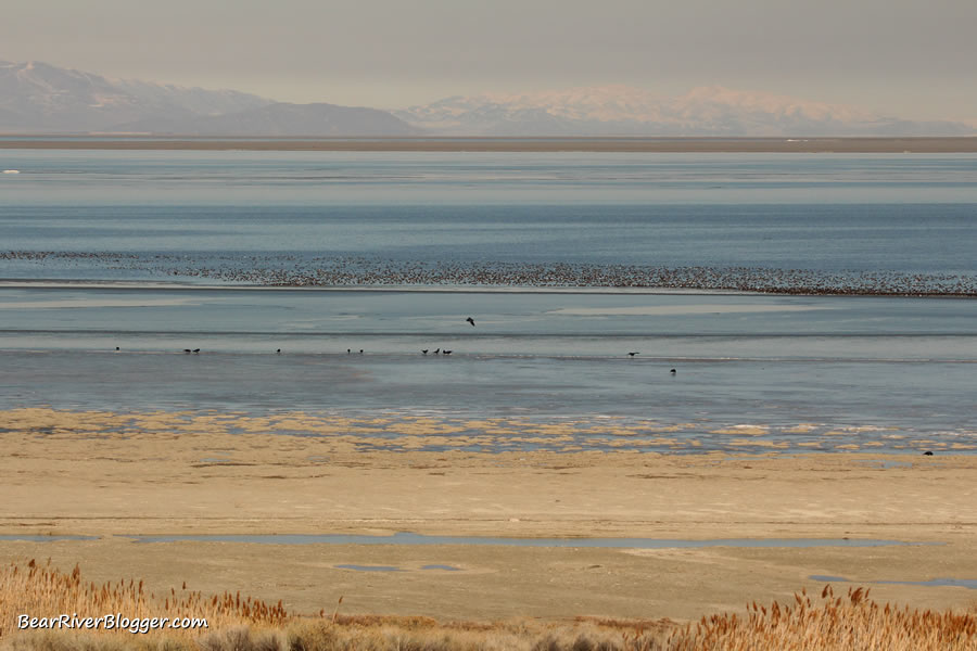 bald eagles and thousands of ducks on the great salt lake