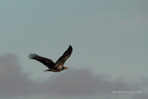 juvenile bald eagle flying over the bear river migratory bird refuge