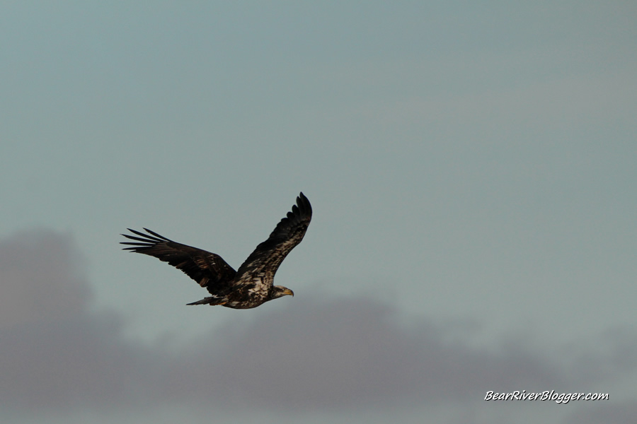 juvenile bald eagle flying over the bear river migratory bird refuge