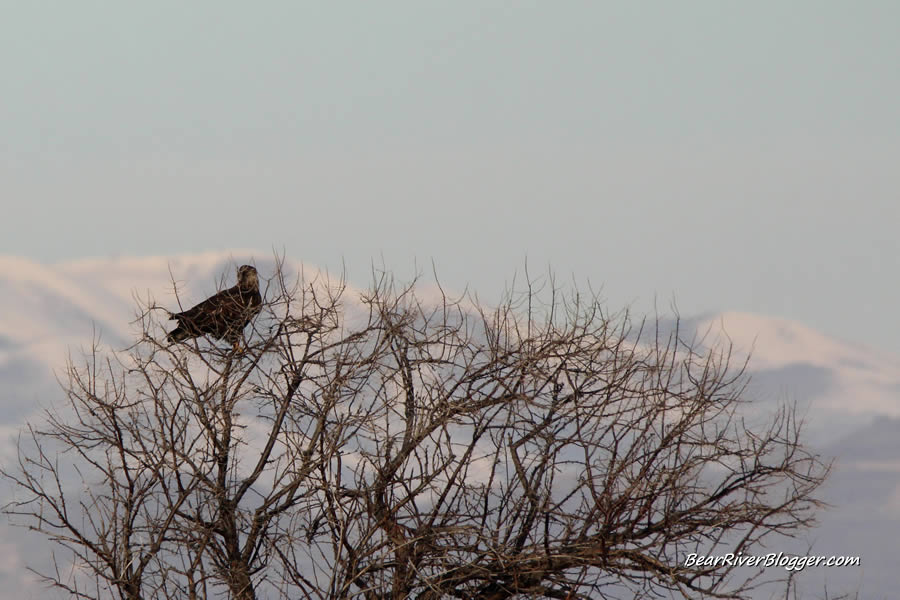 bald eagle in a tree on the bear river migratory bird refuge