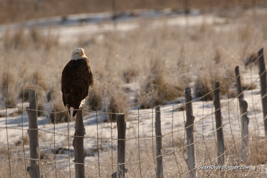 bald eagle on a fence on the bear river migratory bird refuge