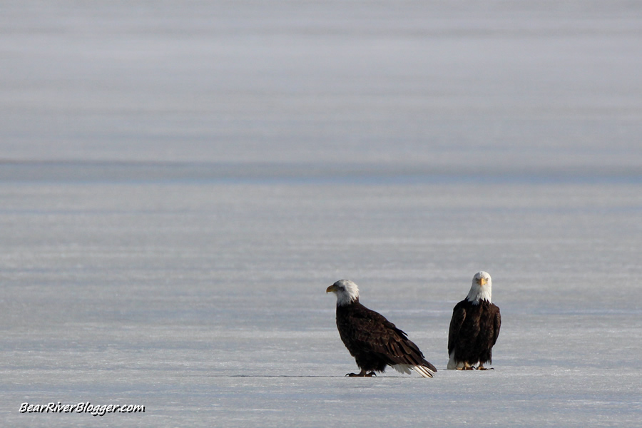 bald eagles on the ice at Farmington Bay