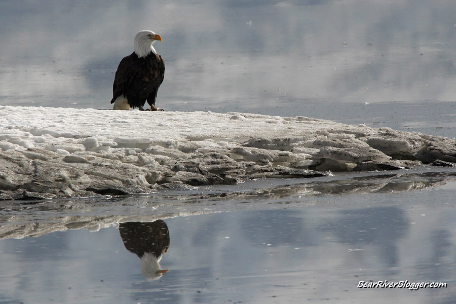 bald eagle on the ice at farmington bay wma