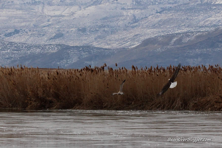 bald eagle chasing a gull on the bear river migratory bird refuge