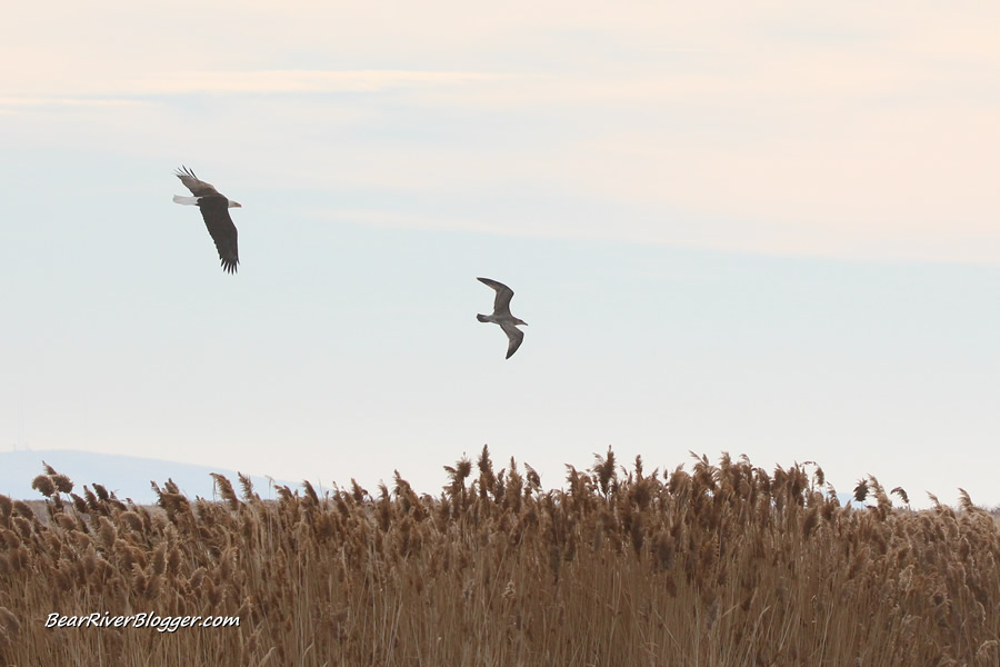 bald eagle pursuing a gull on the bear river migratory bird refuge