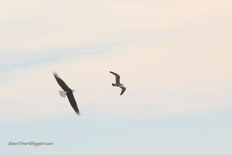 bald eagle chasing a gull on the bear river migratory bird refuge