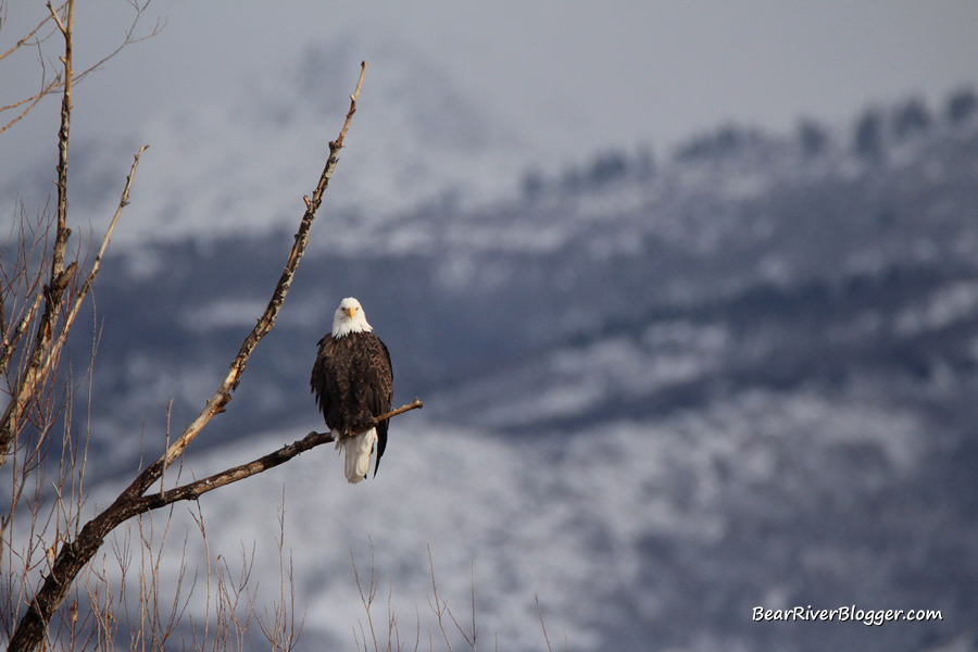 bald eagle in a tree at farmington bay