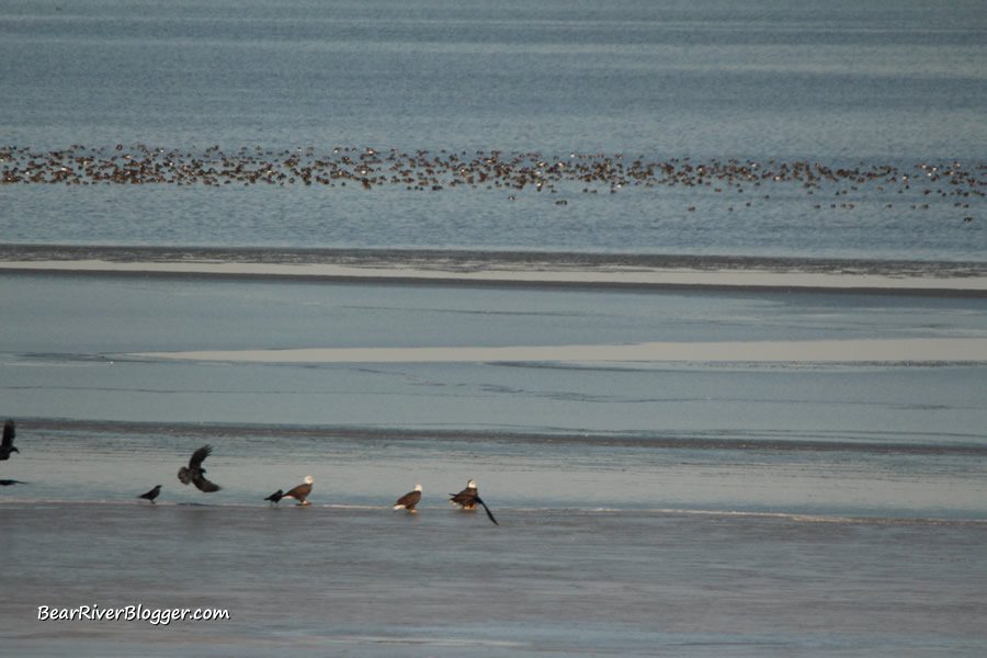 bald eagles on the great salt lake ice