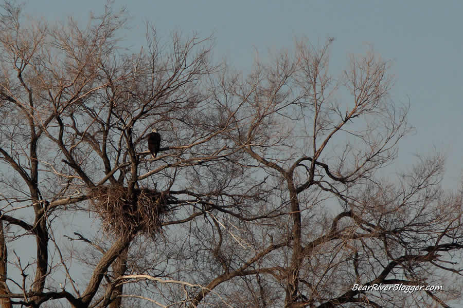 bald eagle in a nest near the bear river migratory bird refuge