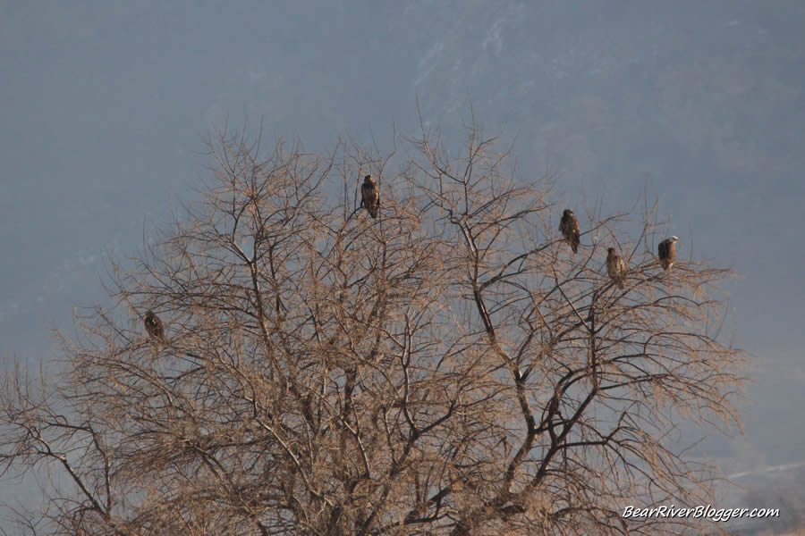 bald eagles in a tree on the bear river migratory bird refuge