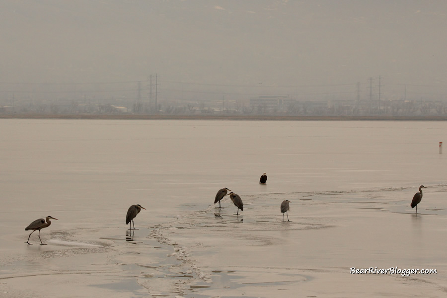 a lone bald eagle and a few great blue herons on the ice at farmington bay wma