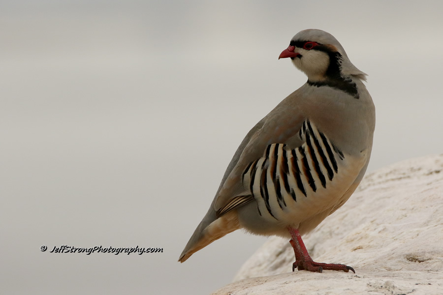 chukar on a rock on antelope island state park