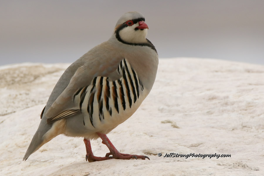 chukar standing on a rock