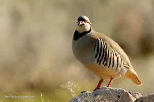 chukar partridge on a rock on antelope island