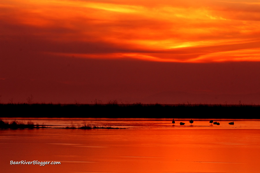 sunset at farmington bay with canada geese