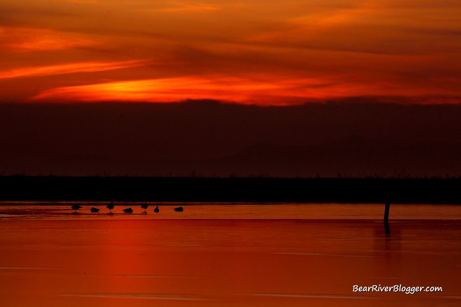 sunset at farmington bay wma with a flock of geese on the ice