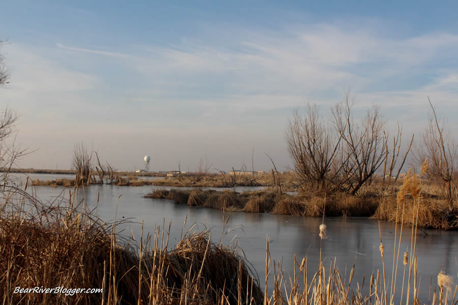 small natural heron rookery at farmington bay