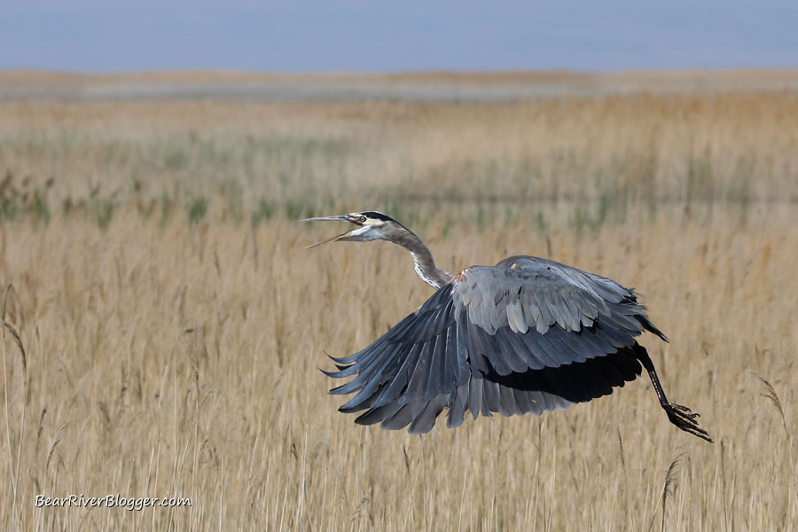 great blue heron in flight