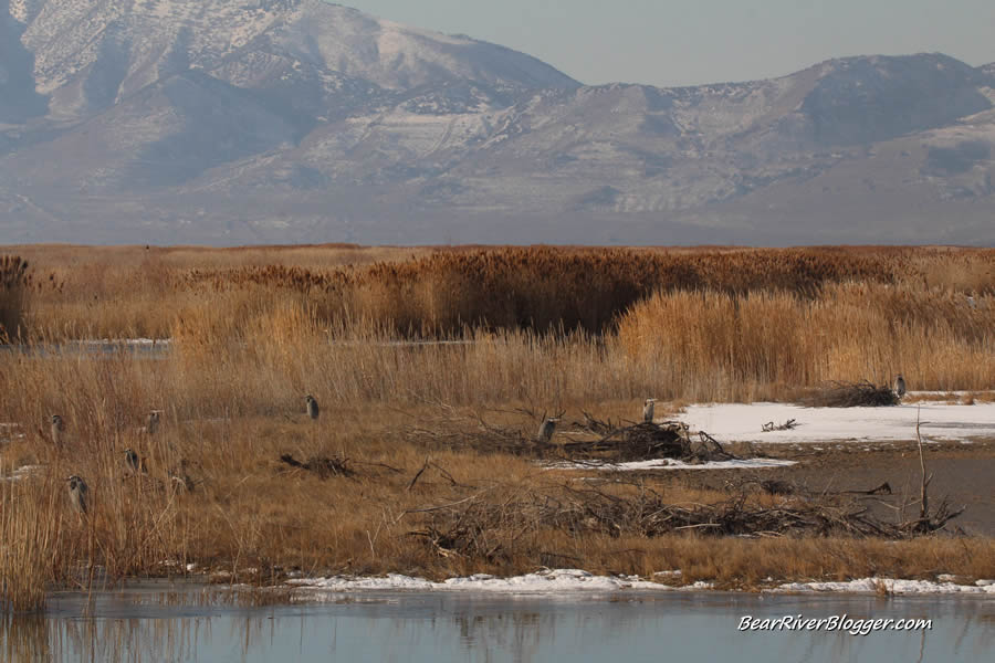 flock of great blue herons on the ground on the bear river migratory bird refuge