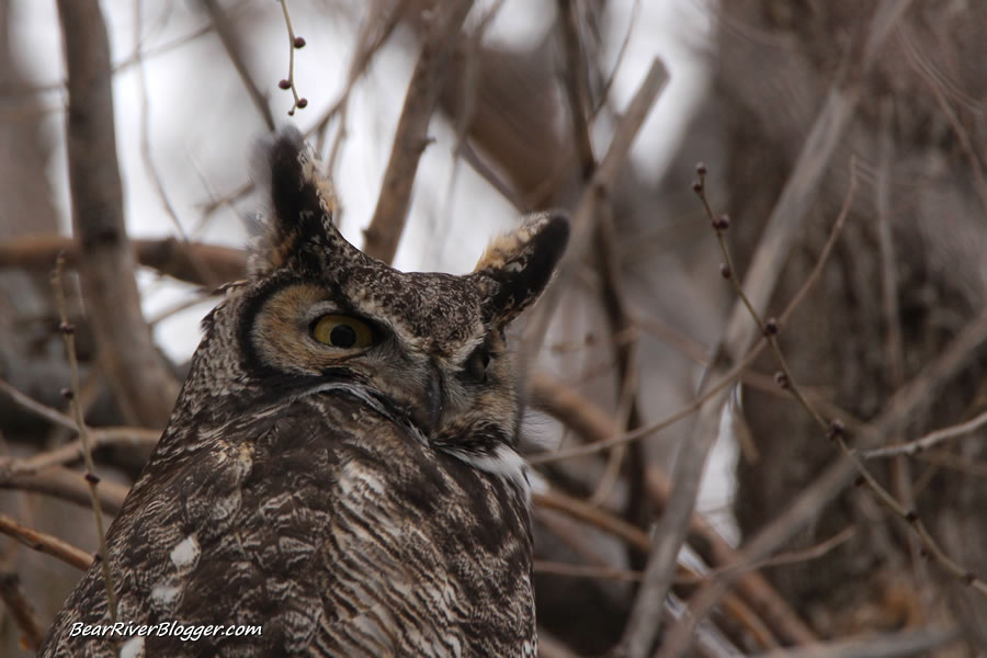 great horned owl