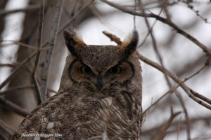 great horned owl in a tree