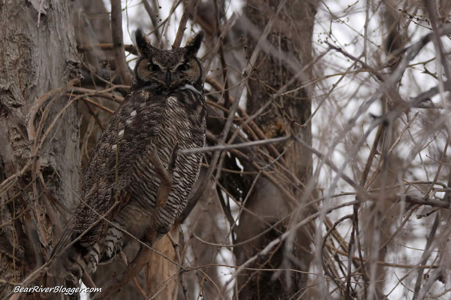 great horned owl in a large tree