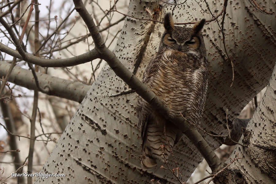 great horned owl in a tree at antelope island