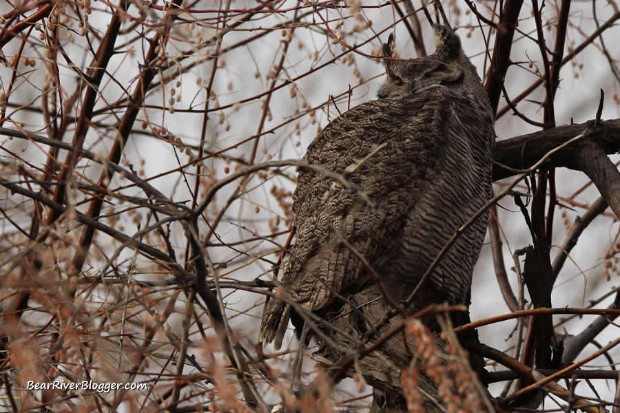 great horned owl in a tree at antelope island state park