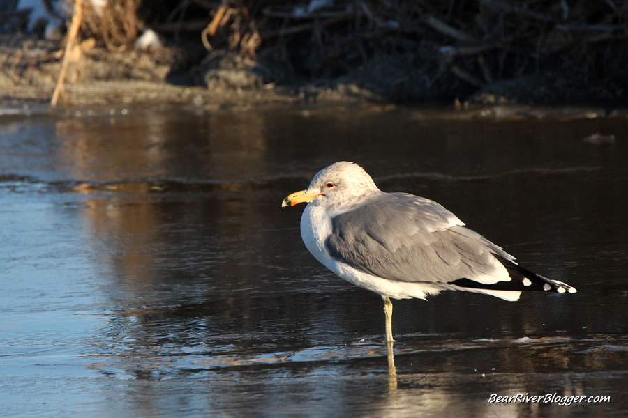 California gull standing on the ice at Farmington bay